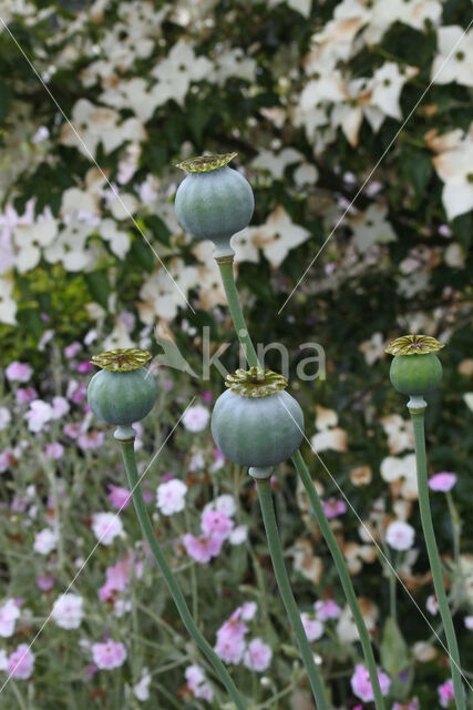 Opium Poppy (Papaver somniferum)