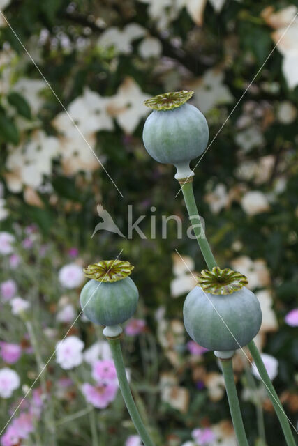 Opium Poppy (Papaver somniferum)