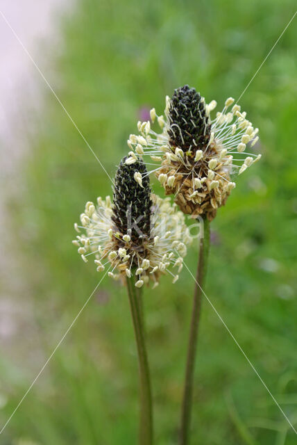 Weegbree (Plantago)