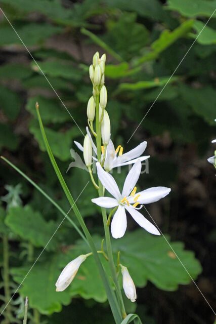 St. Bernards Lily (Anthericum liliago)
