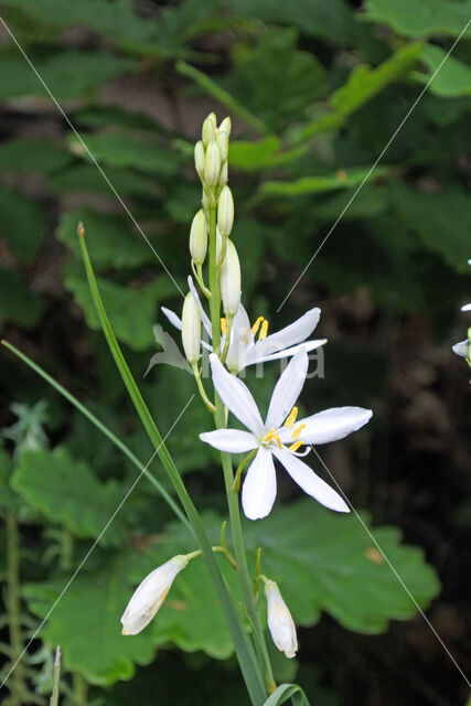 Grote graslelie (Anthericum liliago)