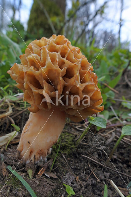 Gewone morielje (Morchella esculenta)