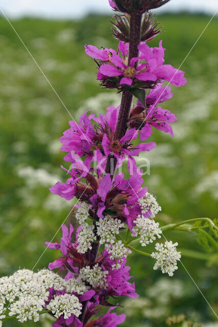 Purple Loosestrife (Lythrum salicaria)