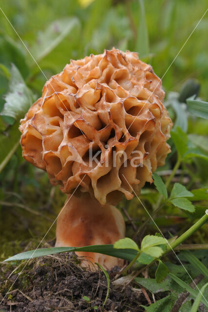 Common morel (Morchella esculenta)