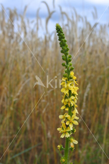 Gewone agrimonie (Agrimonia eupatoria)