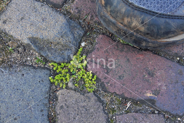 Kaal breukkruid (Herniaria glabra)