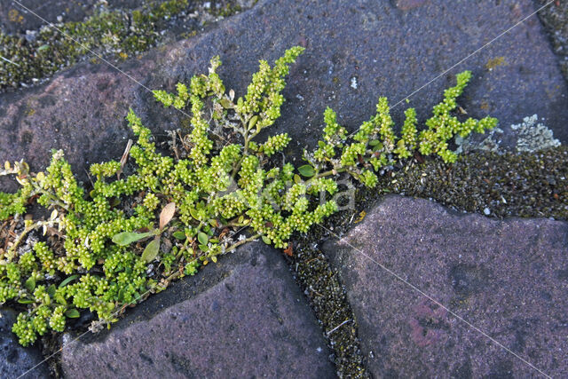 Kaal breukkruid (Herniaria glabra)