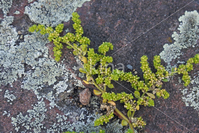 Smoother Rupture-wort (Herniaria glabra)