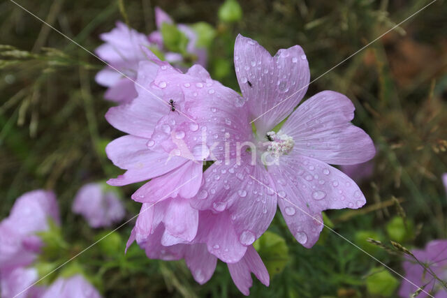 Kaasjeskruid (Malva spec)