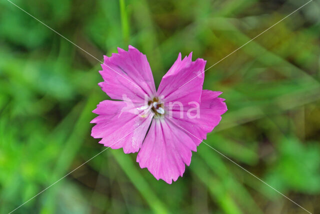 Carthusian Pink (Dianthus carthusianorum)