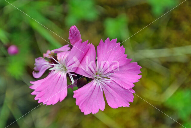 Karthuizer anjer (Dianthus carthusianorum)