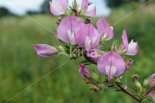 Spiny Restharrow (Ononis repens ssp. spinosa)