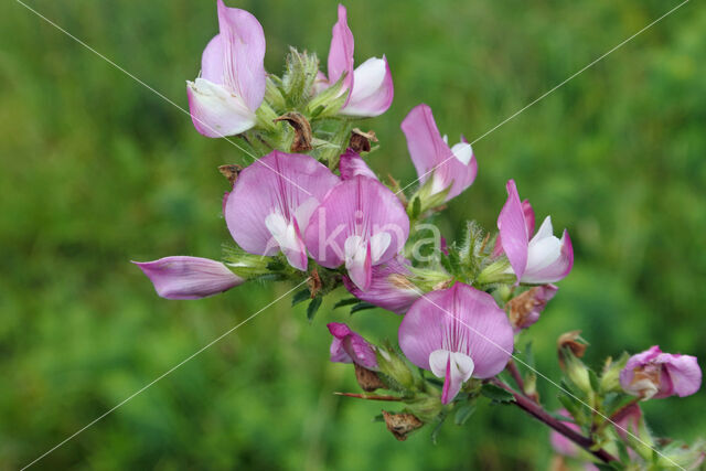 Spiny Restharrow (Ononis repens ssp. spinosa)