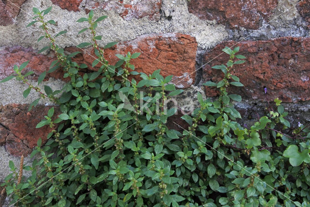 Pellitory-of-the-wall (Parietaria judaica)