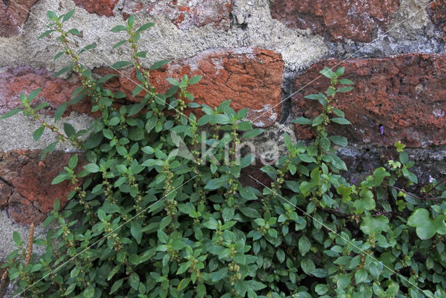 Klein glaskruid (Parietaria judaica)