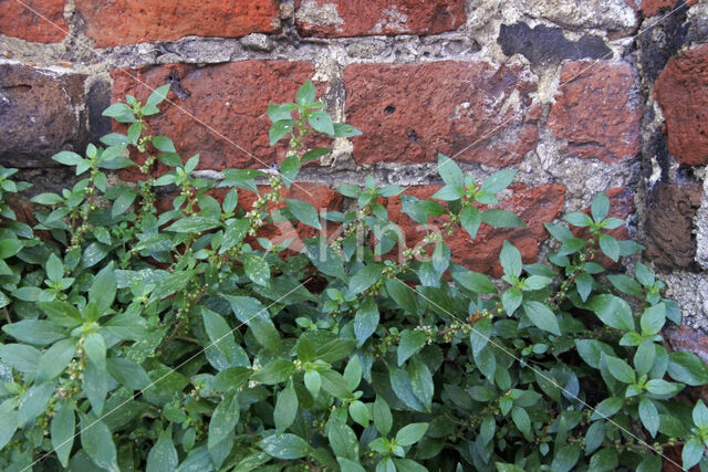 Pellitory-of-the-wall (Parietaria judaica)