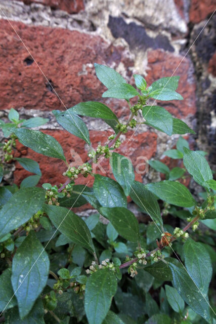 Pellitory-of-the-wall (Parietaria judaica)