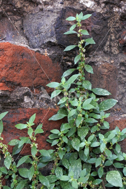 Pellitory-of-the-wall (Parietaria judaica)