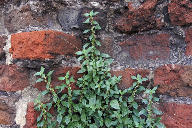 Pellitory-of-the-wall (Parietaria judaica)