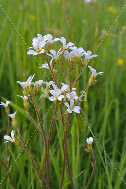 Knolsteenbreek (Saxifraga granulata)