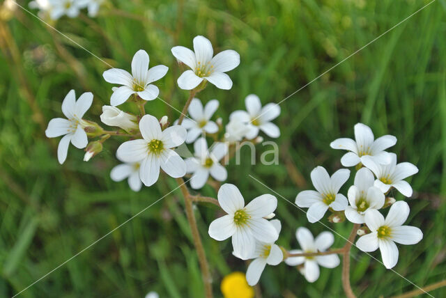 Meadow Saxifrage (Saxifraga granulata)