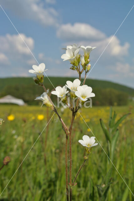 Meadow Saxifrage (Saxifraga granulata)