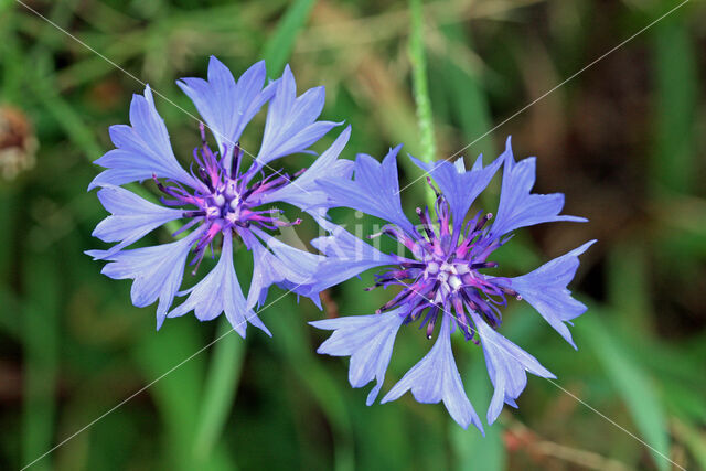 Cornflower (Centaurea cyanus)