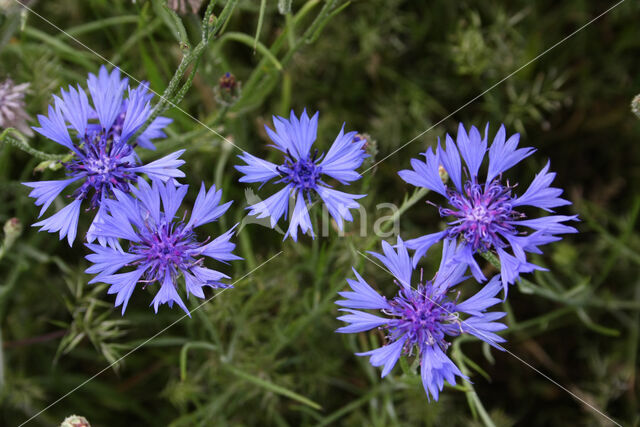 Korenbloem (Centaurea cyanus)