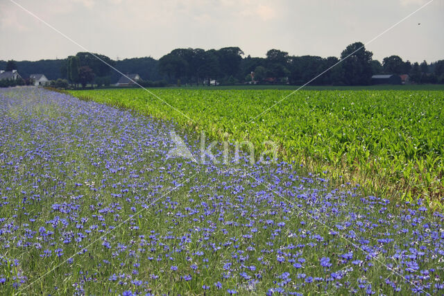 Korenbloem (Centaurea cyanus)