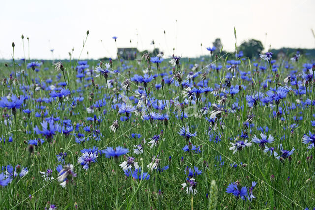 Cornflower (Centaurea cyanus)