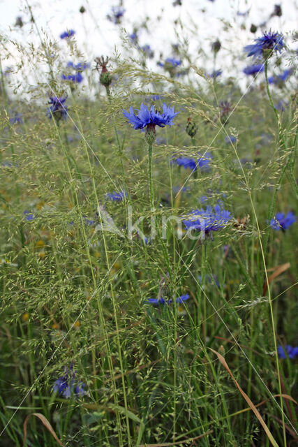 Cornflower (Centaurea cyanus)