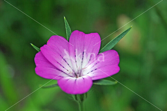 Bolderik (Agrostemma githago)