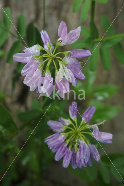 Crown Vetch (Securigera varia)