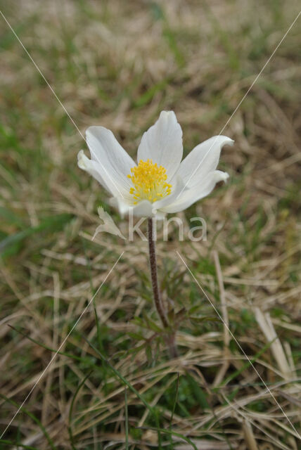 Voorjaarsanemoon (Pulsatilla vernalis)