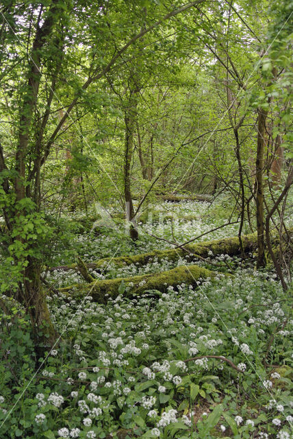 Ramsons (Allium ursinum)