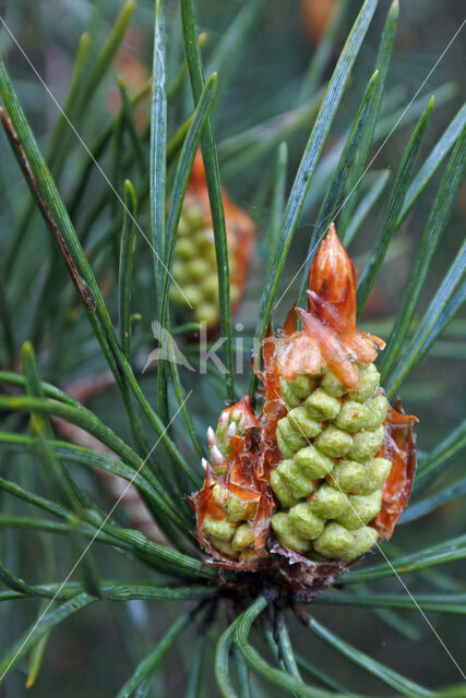 Scots Pine (Pinus sylvestris)