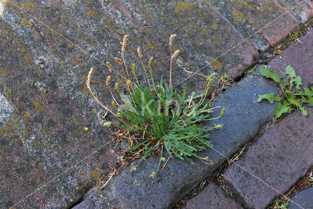 Hertshoornweegbree (Plantago coronopus)