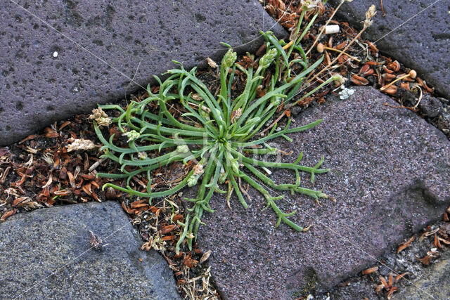 Hertshoornweegbree (Plantago coronopus)