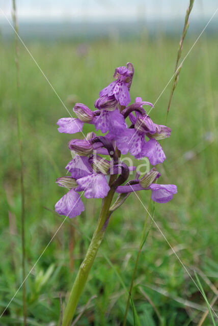 Green-winged Orchid (Anacamptis morio