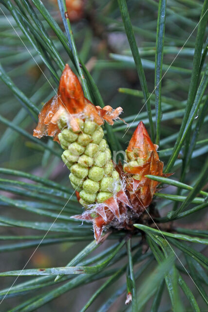 Scots Pine (Pinus sylvestris)