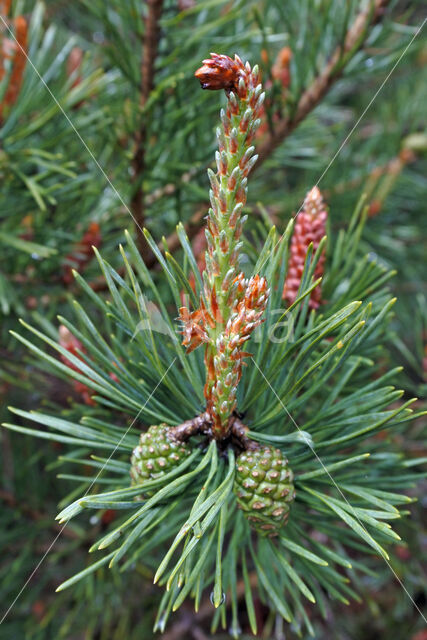 Grove den (Pinus sylvestris)