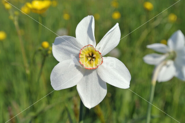 Pheasant's-eye Daffodil (Narcissus poeticus)