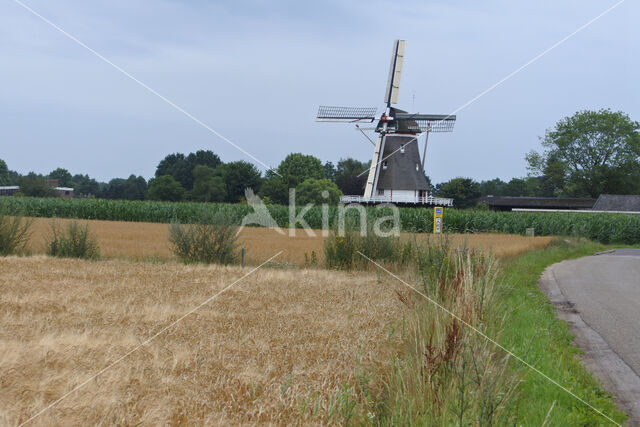 Cultivated Oat (Avena sativa)