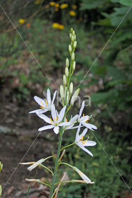 Grote graslelie (Anthericum liliago)