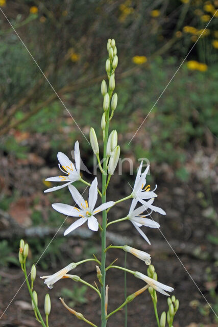 Grote graslelie (Anthericum liliago)