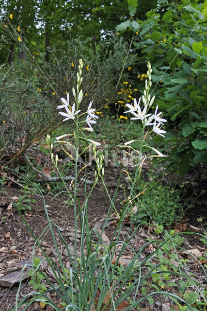 Grote graslelie (Anthericum liliago)