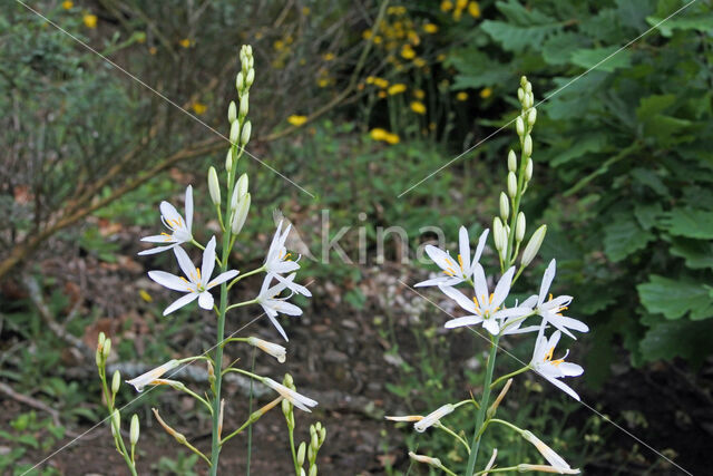 Grote graslelie (Anthericum liliago)