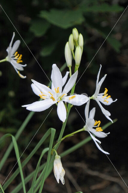 Grote graslelie (Anthericum liliago)