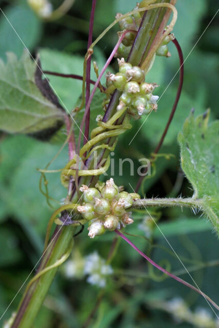 Greater Dodder (Cuscuta europaea)