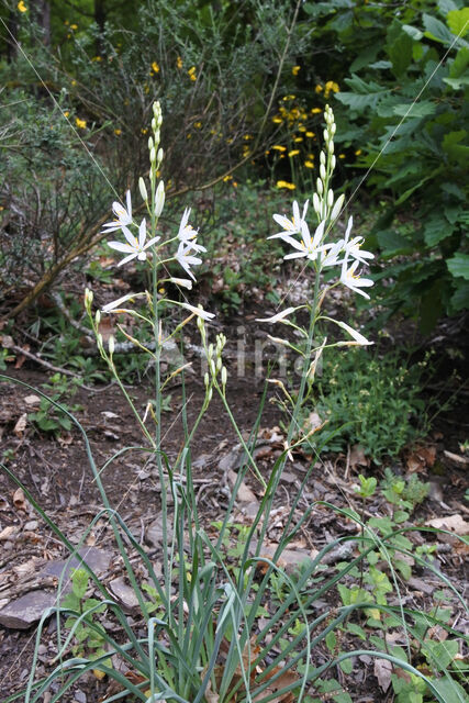 Grote graslelie (Anthericum liliago)